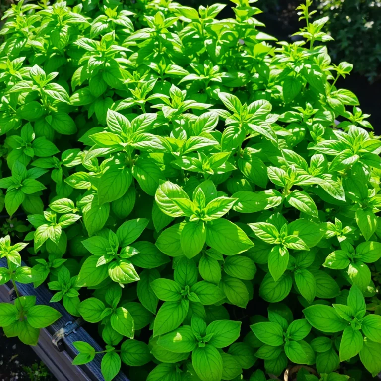 Ready to enhance your meals and boost your health? Growing herbs at home is not just easy, it’s rewarding. In this article, I'll share the nine essential herbs you should start growing in your garden now. From fresh basil to aromatic sage, each herb comes with unique benefits and uses. Let’s dig into how these plants can elevate your cooking and wellness!