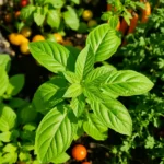 Are you ready to elevate your kitchen with fresh flavors? Growing herbs in your kitchen garden is easy and rewarding. In this guide, I’ll share nine herbs that thrive in small spaces and add zest to your meals. You'll learn how to care for each one, from basil's sweet notes to cilantro's vibrant taste. Let’s dig into the simple steps to create your herb haven today!
